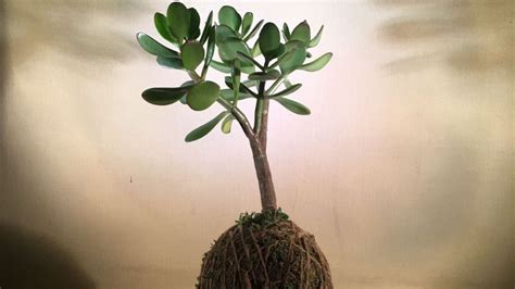 Sólo en 7 pasos aprende a hacer una kokedama con árbol de jade