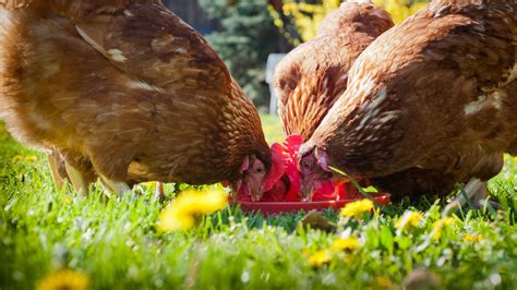 Mangeoire à poules comment bien la choisir Le Parisien