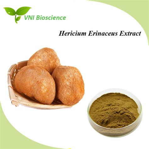 Kosher Halal Certified 100 Natural Hericium Erinaceus Extract China