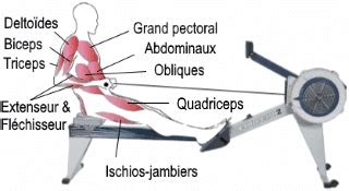 Weak Wash Windows Shape Les Bienfaits Du Rameur Musculation Definition