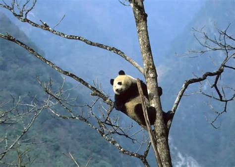 Giant Panda Behavior - AnimalBehaviorCorner