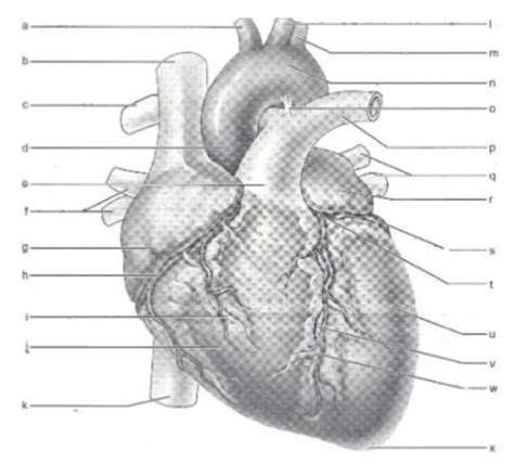 Anatomy II Midterm Flashcards Quizlet