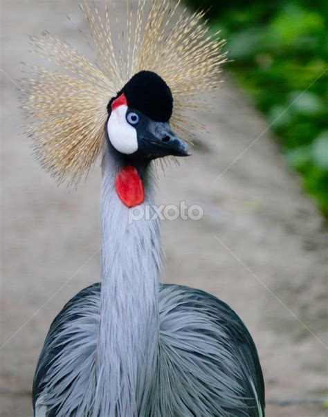 West African Birds