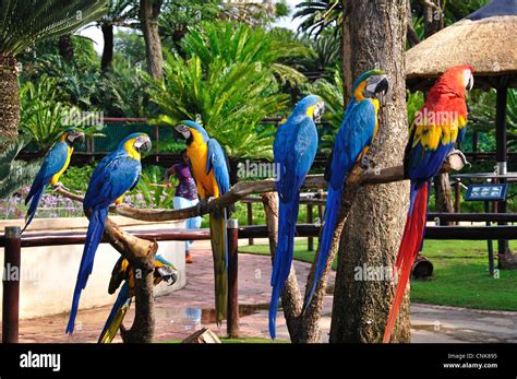 Blue-and-Gold and Scarlet Macaws in Montecasino Bird Gardens Stock ...