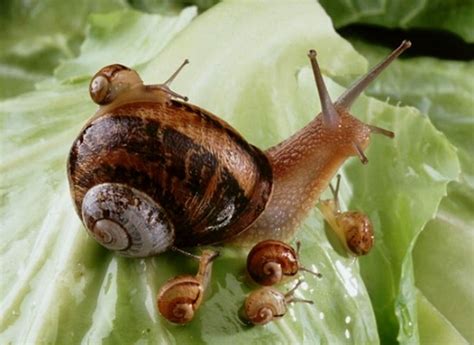 Escargot - Généralités et espèces d'escargots
