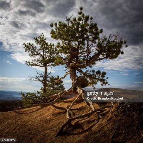 4408 Twisted Trees Stock Photos High Res Pictures And Images Getty