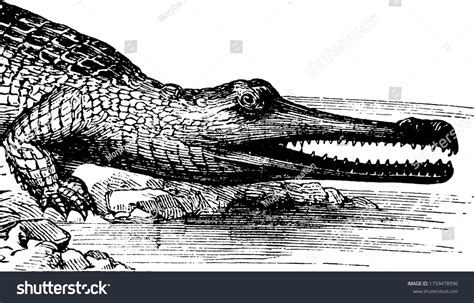 Slender Snout Crocodile: Over 1 Royalty-Free Licensable Stock Vectors ...