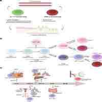 Ndli T Cells In Brain Homeostasis And Diseases