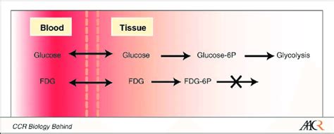 Diagram Of Fdg Metabolism Compared To Glucose Metabolism Download