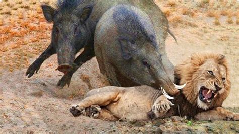 Weird Mother Warthog Biting Lion S Head To Rescue Her Baby Warthog