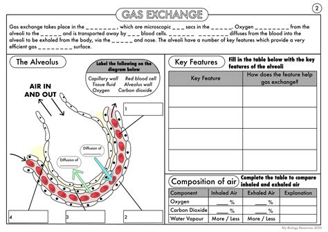 Alveoli Gas Exchange