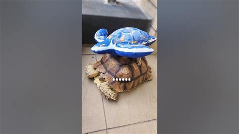 Sulcata Turtle 烏龜 盾臂龜 蘇卡達 象龜 陸龜 不龜路 Youtube