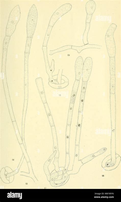 Bulletin Trimestriel De La Soci T Mycologique De France