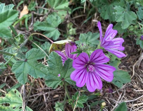 Plantas bioindicadoras cuáles son y para qué sirven DeRaiz ar