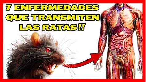 Elimina Ratas Y Ratones De Tu Casa Terribles Enfermedades Que