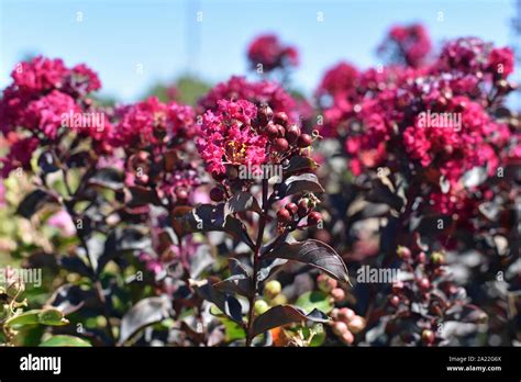 Orange Crape Myrtle Hi Res Stock Photography And Images Alamy