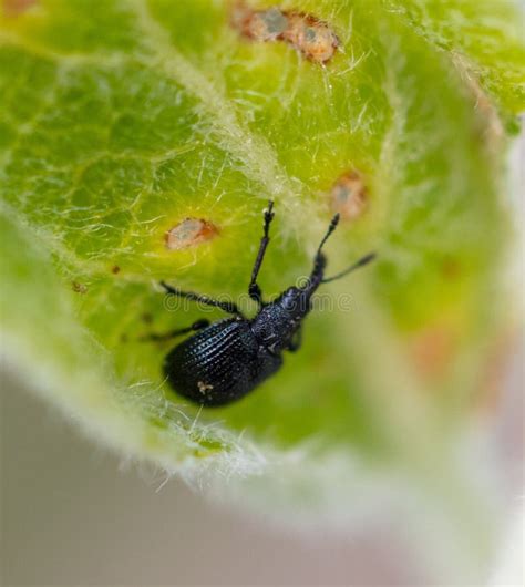 Black Beetle On A Green Leaf Of A Tree Stock Image Image Of Metallic
