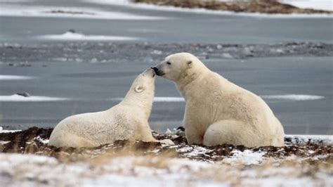 New chemical cocktails found in Hudson Bay polar bears | CBC News