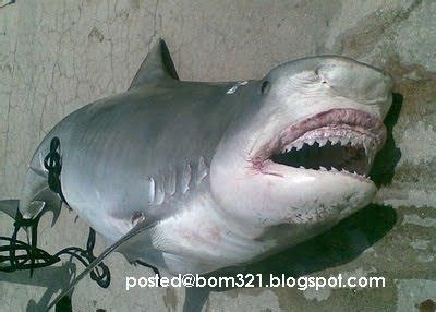 Gambar Ikan Jerung Makan Orang ! - Blog BOM321