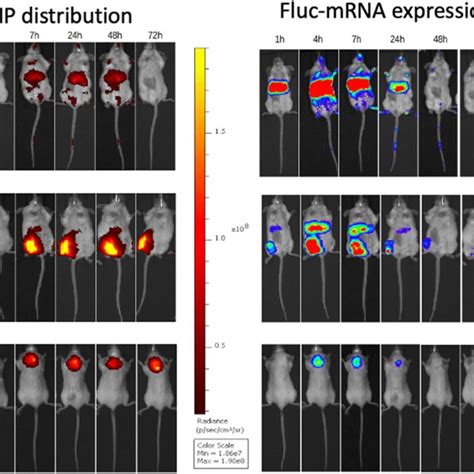 Biodistribution Of DiR Labeled Fluc MRNA LNPs Given Via Different