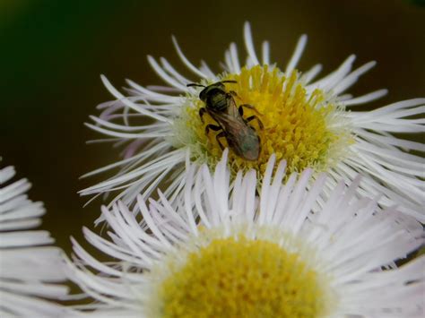 Metallic Sweat Bees From Emerald Mound Rd Natchez Ms Usa On