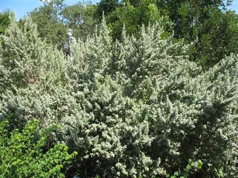 Leucophyllum Frutescens Silverado Texas Silverado Sage Evergreen