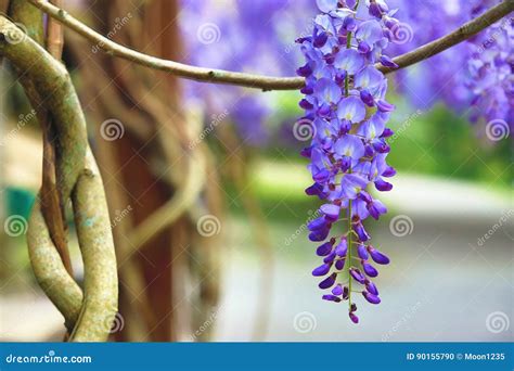 Purple Wisteria Flowersbean Treechinese Wisteriapurple Vine Stock