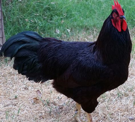 Rhode Island Red Chicken Exhibition Type Cackle Hatchery