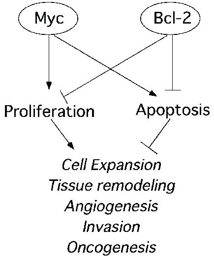 Schematic Depiction Of The Relationship Between Myc And Bcl In