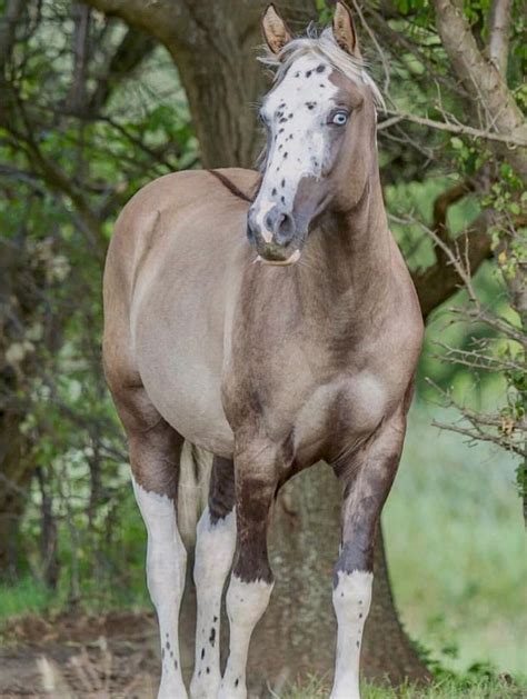 Grulla: Like all dun horses, a grulla (or black dun) has a lighter body ...