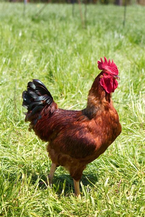 Rhode Island Red Rooster stock photo. Image of animal - 19835768