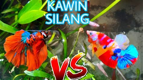 PERKAWINAN SILANG IKAN CUPANG HALFMOON DAN IKANCUPANG KOI HASIL NYA