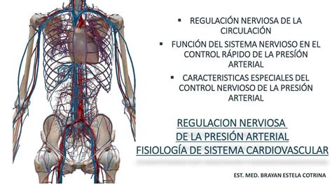 Fisiología Nerviosa De La Circulación Brayan Abel Estela Cotrina Udocz