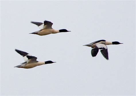 Birds of Ukraine
