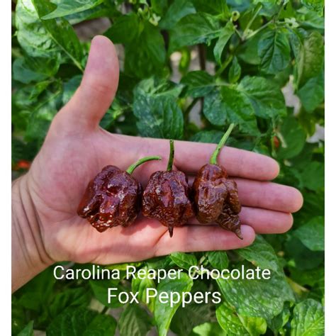 Carolina Reaper Chocolate