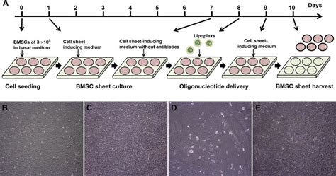 A Procedures For The Bmsc Sheet Fabrication And Oligonucleotide