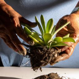 Cómo trasplantar una planta carnívora correctamente