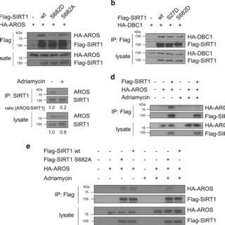 Phosphorylation Of Sirt At Ser By Hipk Upon Dna Damage A Sirt