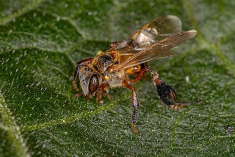 Abeja Melipona Melipona Beecheii Caracter Sticas Y H Bitat