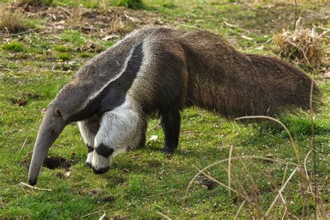 Giant Anteater The Most Extreme Wiki Fandom