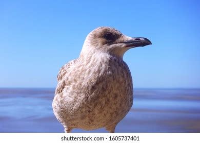 23,687 Sea Gull Close Up Stock Photos, Images & Photography | Shutterstock