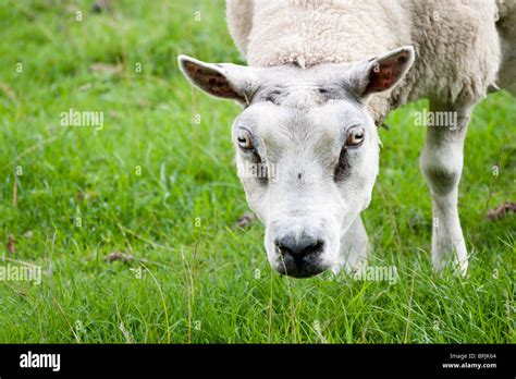 Funny Sheep Hi Res Stock Photography And Images Alamy