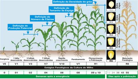 Ferramentas para uma ótima produção de milho para silagem