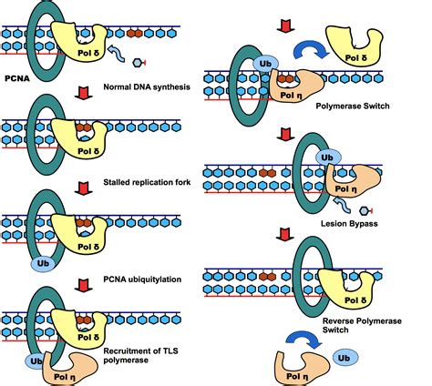 Molecular Mechanism Of Dna Translesion Synthesis Zhuang Research Group