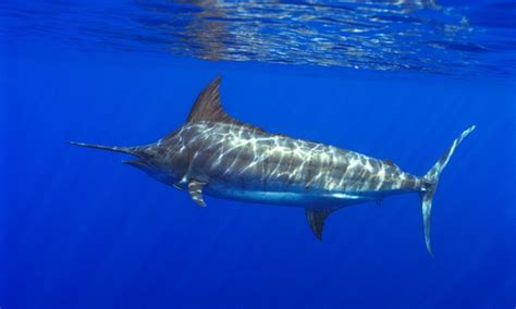 Baby Blue Marlin Fish