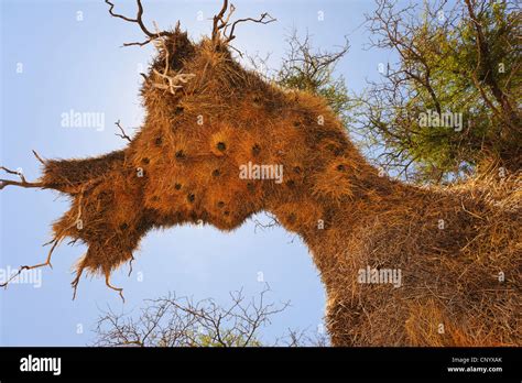 Large Nests Hi Res Stock Photography And Images Alamy