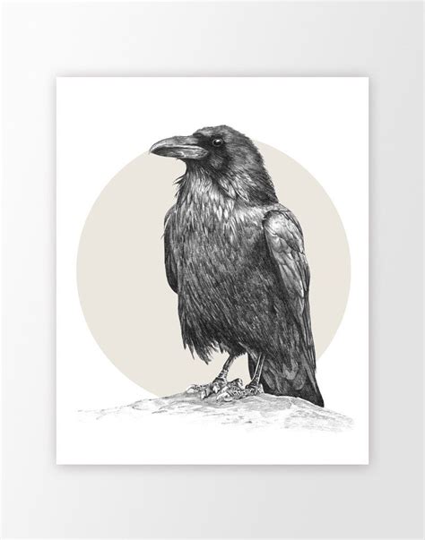 Raven Bird Sketch At Explore Collection Of Raven
