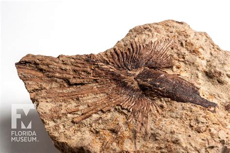 Fossil Palm Rare Beautiful And Fascinating 100 Years Floridamuseum