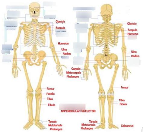 General Skeleton Markings Axial Diagram Quizlet