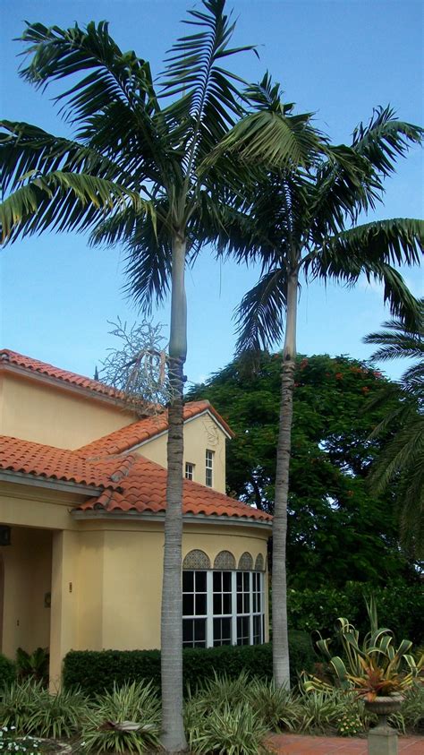 Home Page Florida Trees Low Maintenance Landscaping Florida Plants